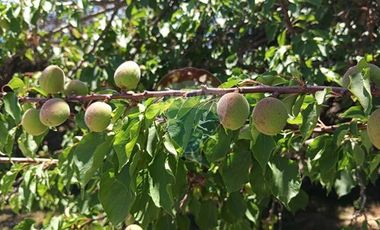 Parcela en venta CountryClub  Maria Pinto