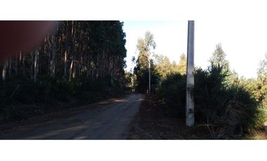 FUNDO en Venta 102 Ha Prov. ARAUCO