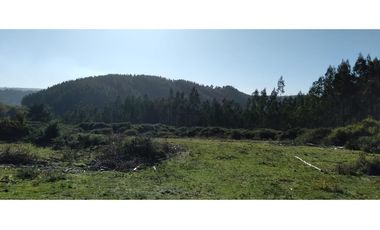 FUNDO en Venta 102 Ha Prov. ARAUCO