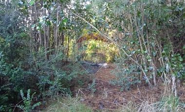 Parcela Orilla Carretera Villarrica - Panguipulli