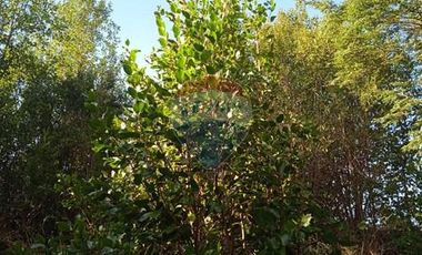 Parcela Orilla Carretera Villarrica - Panguipulli