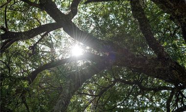 Terreno en venta 69 parcelas con ROL Curarrehue