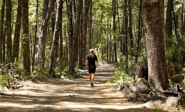 Terreno en venta 69 parcelas con ROL Curarrehue