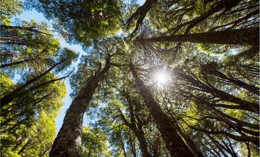 Terreno en venta 69 parcelas con ROL Curarrehue