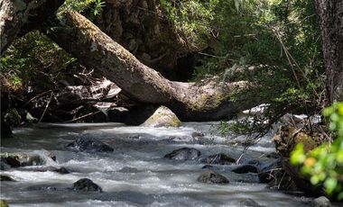 Terreno en venta 69 parcelas con ROL Curarrehue