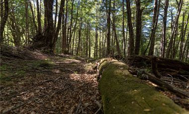 Terreno en venta 69 parcelas con ROL Curarrehue