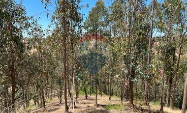 ¡Terreno de 35, 36 hectáreas en Navidad!