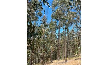 ¡Terreno de 35, 36 hectáreas en Navidad!