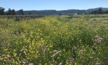 Parcela de Agrado 5.000 m² en La Patagua