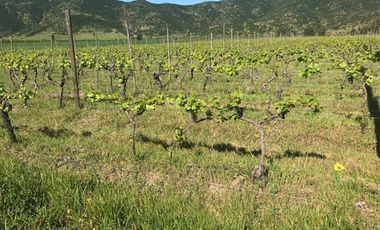 Parcela de Agrado 5.000 m² en La Patagua