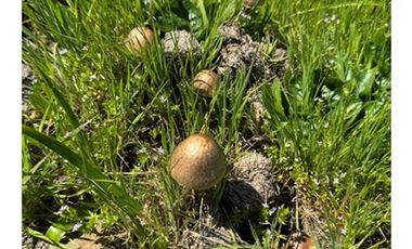 Parcela con hermosa vista