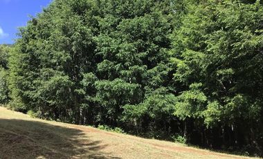 CAMPO EN VENTA- VILLARRICA- CALIDAD INDIGENA