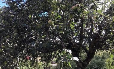 CAMPO EN VENTA- VILLARRICA- CALIDAD INDIGENA