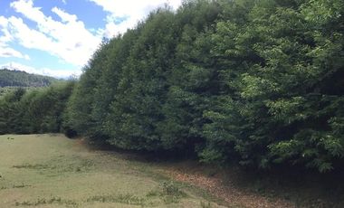 CAMPO EN VENTA- VILLARRICA- CALIDAD INDIGENA