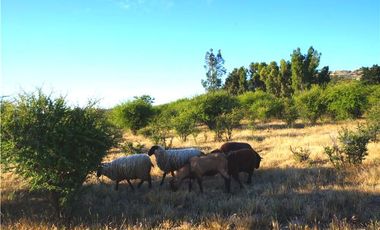 INCREIBLE PRECIO! PARCELA 10 MINUTOS DE MARCHIGUE