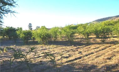 INCREIBLE PRECIO! PARCELA 10 MINUTOS DE MARCHIGUE