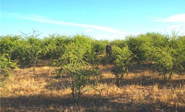 INCREIBLE PRECIO! PARCELA 10 MINUTOS DE MARCHIGUE