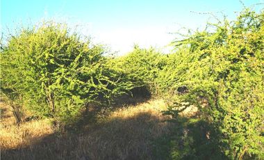 INCREIBLE PRECIO! PARCELA 10 MINUTOS DE MARCHIGUE