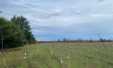 Imperdible Oportunidad. Campo en Los Ángeles