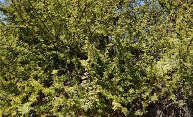 BAJAMOS EL PRECIO PARCELA SECTOR EMBALSE MALLERMO