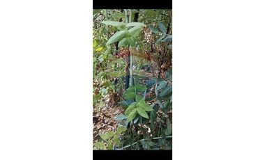 Hermosa Parcela cercana a Santa Juana