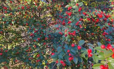 VENTA CASA EN  LINDA PARCELA-PUCÓN