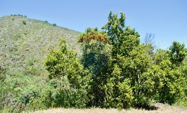 Hermosa Parcela Flora y Fauna Nativa