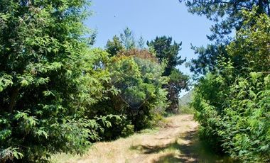 Hermosa Parcela Flora y Fauna Nativa
