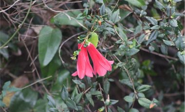 Venta parcelas vista al mar y río Mehuin Valdivia.