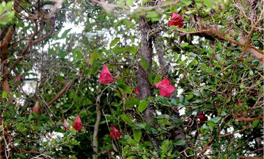 Venta parcelas vista al mar y río Mehuin Valdivia.