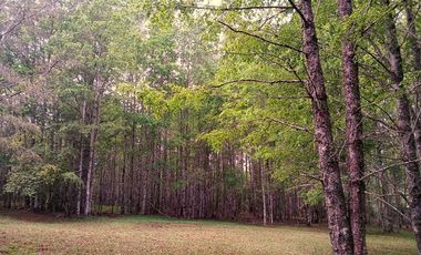 Venta Campo con Bosque Challupén, Villarrica
