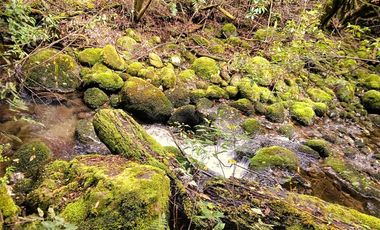 Venta Campo con Bosque Challupén, Villarrica