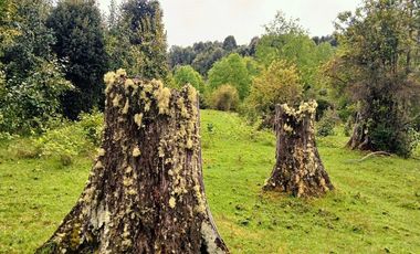 Venta Campo con Bosque Challupén, Villarrica