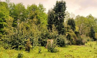 Venta Campo con Bosque Challupén, Villarrica