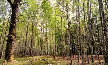 Venta Campo con Bosque Challupén, Villarrica