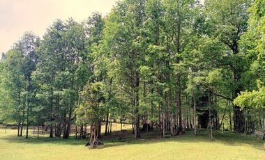 Venta Campo con Bosque Challupén, Villarrica