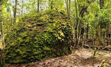 Venta Campo con Bosque Challupén, Villarrica