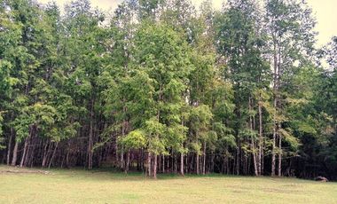 Venta Campo con Bosque Challupén, Villarrica