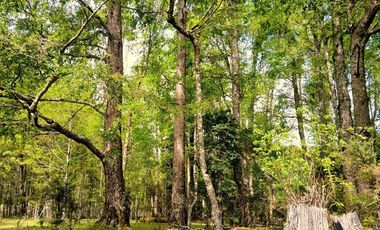 Venta Campo con Bosque Challupén, Villarrica