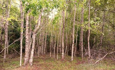Venta Campo con Bosque Challupén, Villarrica
