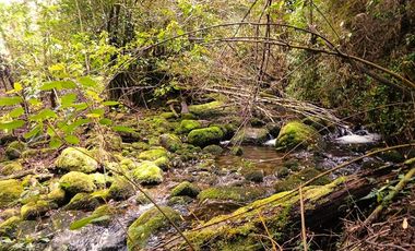 Venta Campo con Bosque Challupén, Villarrica
