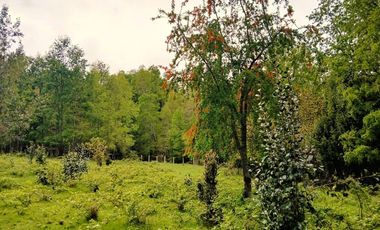 Venta Campo con Bosque Challupén, Villarrica