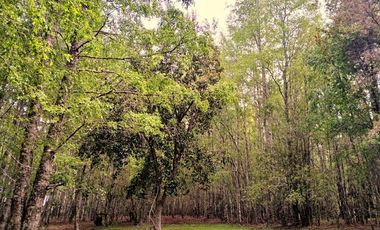 Venta Campo con Bosque Challupén, Villarrica
