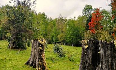 Venta Campo con Bosque Challupén, Villarrica