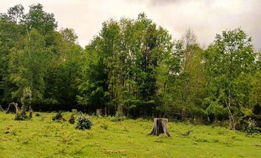 Venta Campo con Bosque Challupén, Villarrica