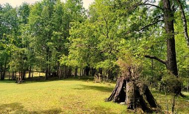Venta Campo con Bosque Challupén, Villarrica