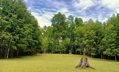 Venta Campo con Bosque Challupén, Villarrica