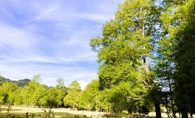 Venta Campo con Bosque Challupén, Villarrica