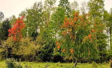 Venta Campo con Bosque Challupén, Villarrica