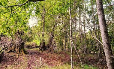 Venta Campo con Bosque Challupén, Villarrica